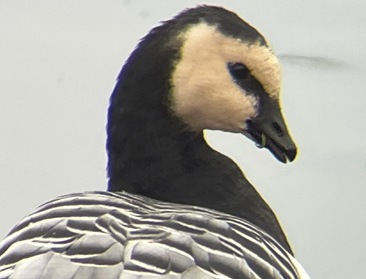 Barnacle Goose by Henrietta Yelle