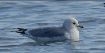 Common Gull by Suzanne Sullivan