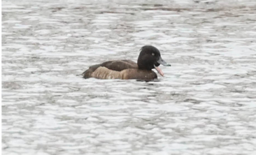 Tufted Duck by Erik Nielsen