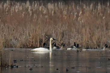 Tundra Swan by Cristine Van Dyke