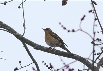 Varied Thrush by Matthew Eckerson