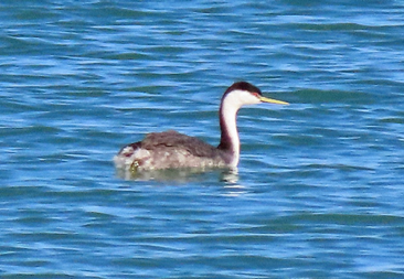 Western Grebe by Shilo McDonald