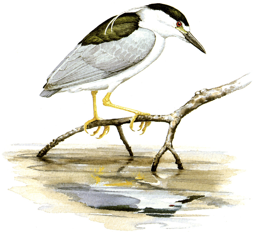 Black-crowned Night-Heron by John Sill