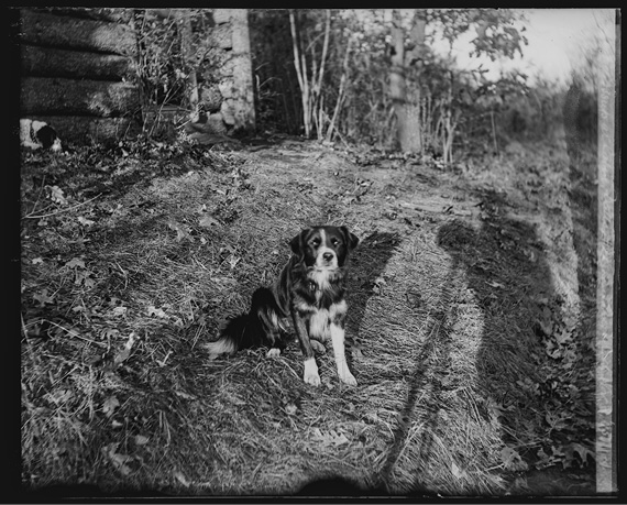 Brewster’s retriever Dart, Cambridge, Massachusetts