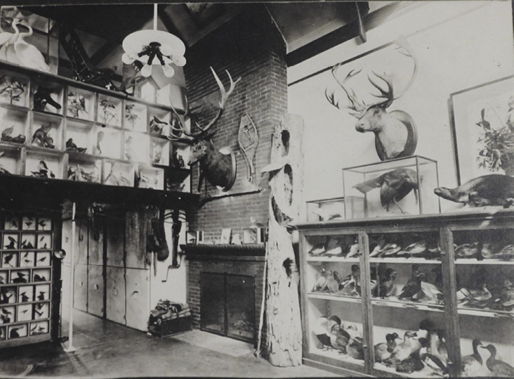Inside William Brewster’s Museum behind 145 Brattle Street, Cambridge, Massachusetts, 1890.