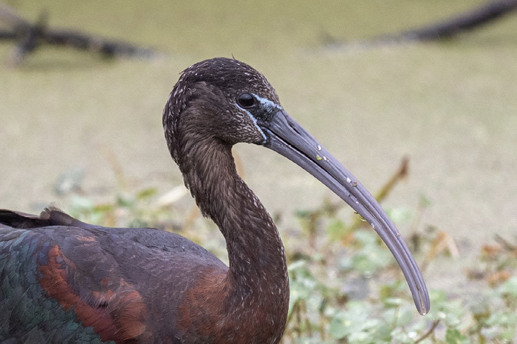 Glossy Ibis in nonbreeding plumage.