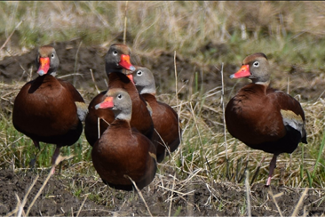 Black-bellied Whistling-Ducks by Joseph Sefter