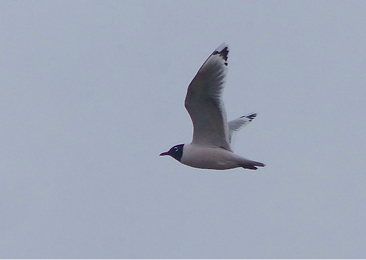 Franklin’s Gull by Jim Guion