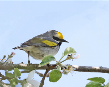 Golden-winged Warbler by Tom Murray