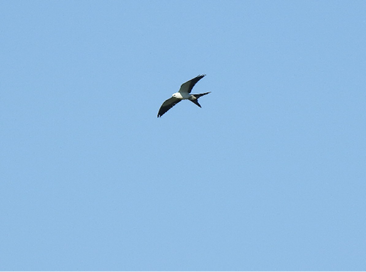 Swallow-tailed Kite by Mary McKitrick