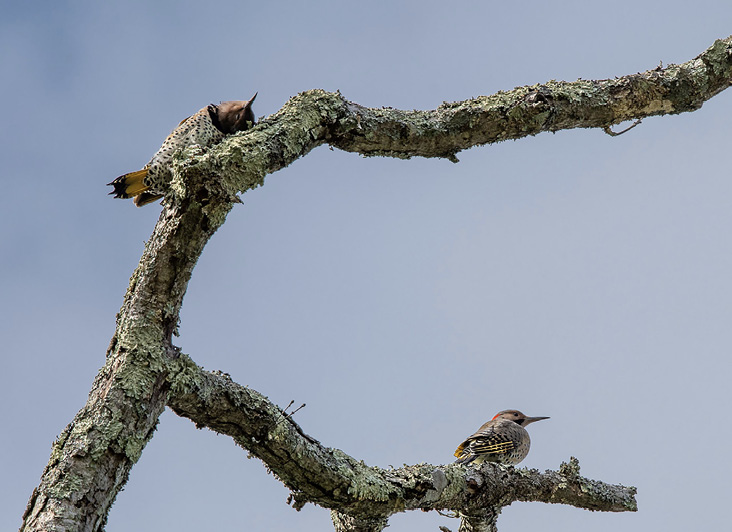 Northern Flickers. The female is on the left and the male, with the black moustachial stripe, is on the right., September 18, 2021. All photographs by Bonnie Tate.