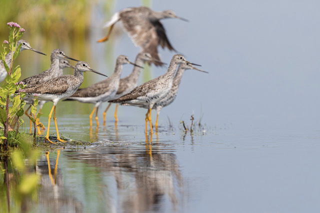 Field Notes: Salt Pannes: A Summer Stopover for Shorebirds