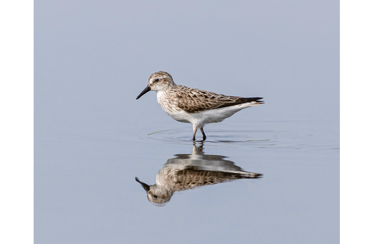 Semipalmated Sandpiper. A quiet moment on a still morning. All photographs by the author.