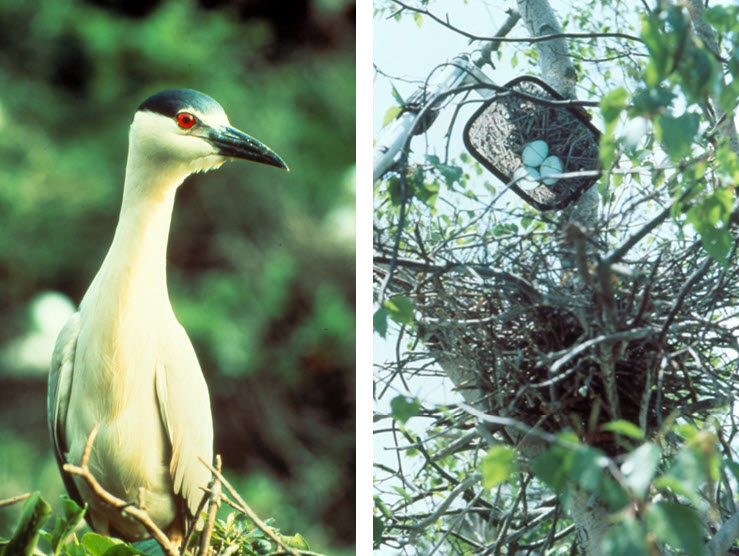 Left: Black-crowned Night-Heron. Photograph by John Wiese. Right: Checking heron nest contents with extensible pole and mirror. Photograph by Dave Twichell.