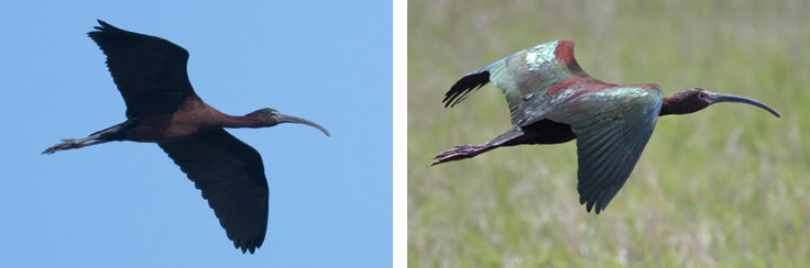Figure 1. Glossy Ibis is on the left. White-faced Ibis is on the right. All photographs by the author.