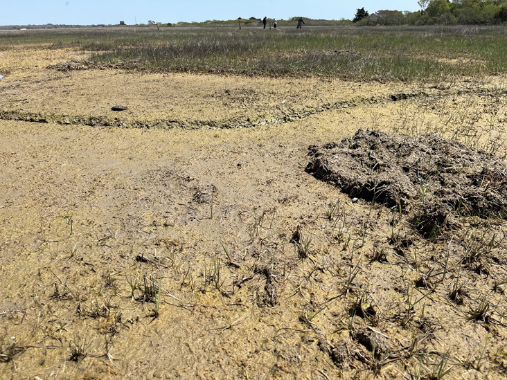 Saltmarsh Restoration at Allens Pond Wildlife Sanctuary and Barnstable Great Marsh