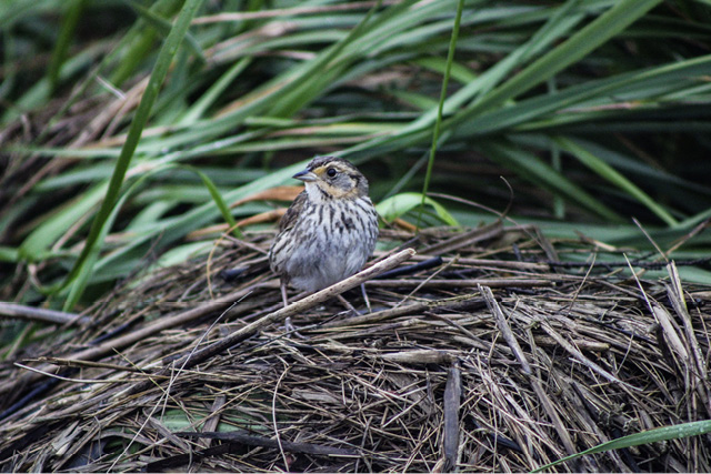 Saltmarsh Sparrow stands on marsh wrack. All photographs by the author.