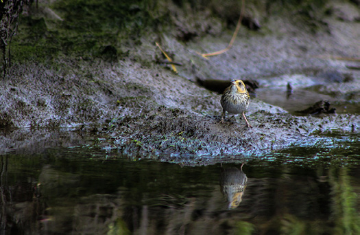 SALTMARSH SPARROW BY BRI BENVENUTI