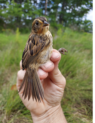 Photo Essay: Saltmarsh Sparrows
