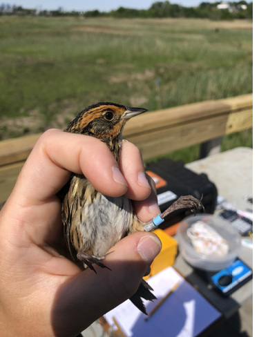 Female Saltmarsh Sparrow. Photograph by Lis Kernan.