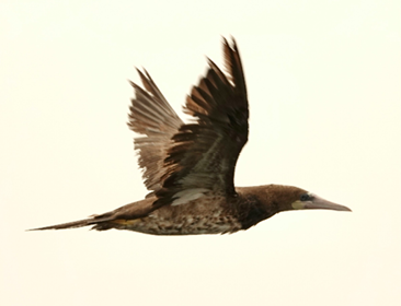 Brown Booby by Margo Goetschkes