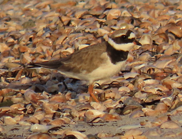 Common Ringed Plover by Jim Sweeney