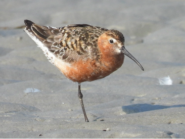 Curlew Sandpiper by Lisa Schibley