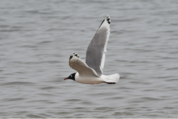 Franklin's Gull by Ted Bradford