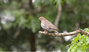White-winged Dove by Mary Keleher