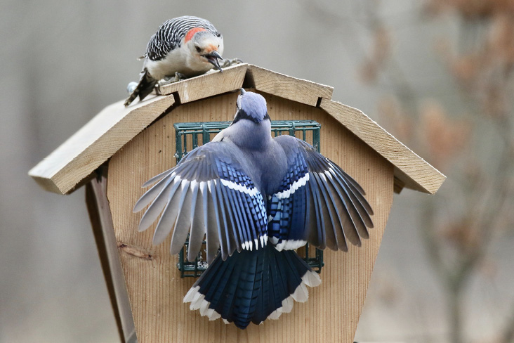 Female Red-bellied Woodpecker drives away a Blue Jay from a feeder. Photograph by John Kricher.