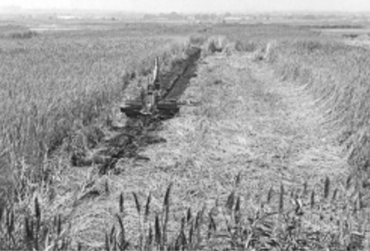 Historical Saltmarsh Land Usage in New England