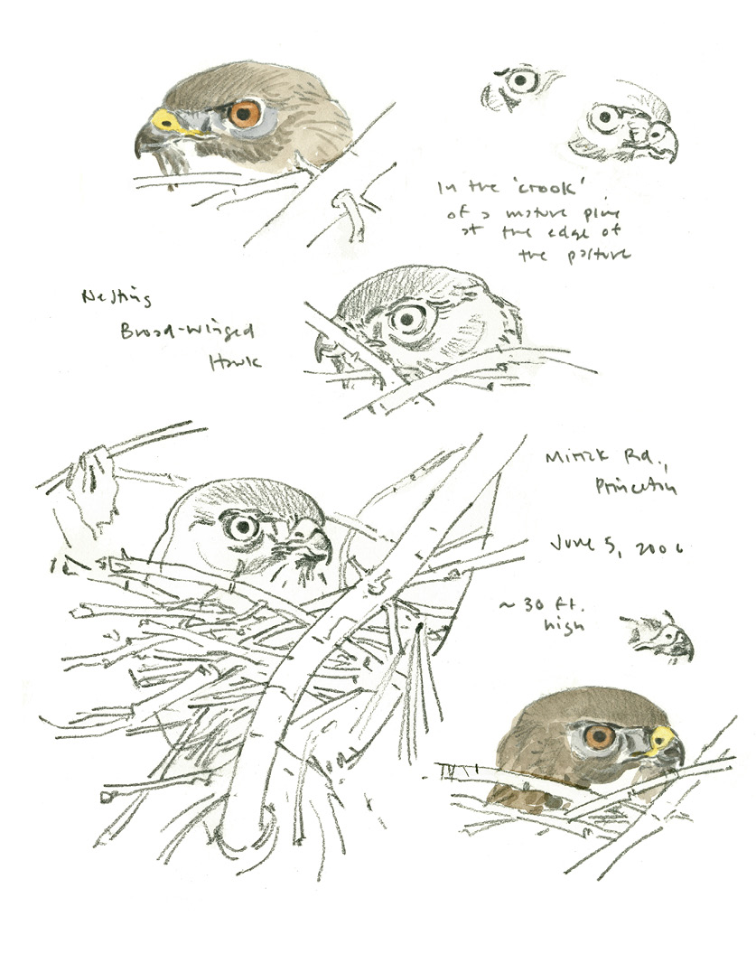 Broad-winged Hawk by Barry Van Dusen