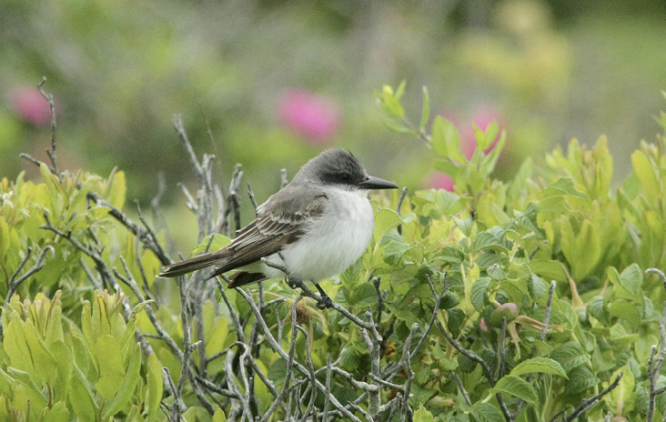 Gray Kingbird. June 16, 2020. Goosewing Beach, Little Compton. Photograph by Geoff Dennis.