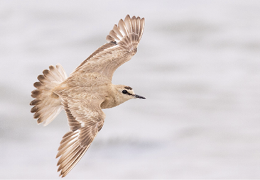 Mountain Plover by Ian Davies