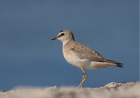 Mountain Plover by Bonnie Tate