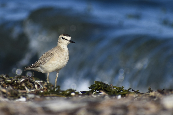 Mountain Plover (Charadrius montanus) Found on Long Beach, Cape Cod