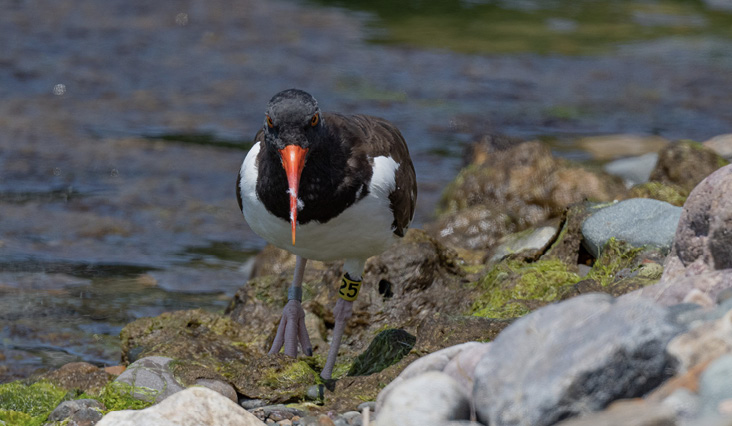 Female American Oystercatcher Yellow 25 in Winthrop, Massachusetts, July 4, 2023. All photographs by the author.