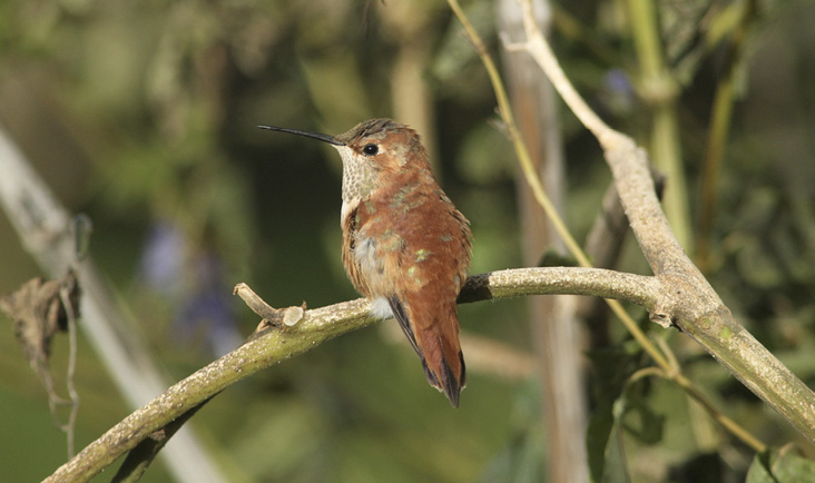 Rufous Hummingbird. November 9, 2019. Little Compton. Photograph by Geoff Dennis.