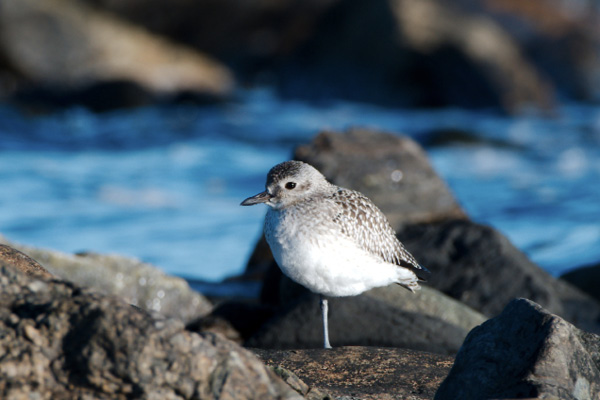 BLACK-BELLIED PLOVER BY BRETT HILLMAN