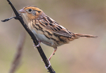 LeConte’s Sparrows\ by Ted Gilliland