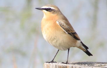 Northern Wheatear by Chris Floyd