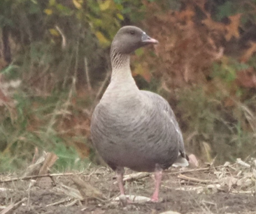 Pink-footed Goose by Peter Gagarin