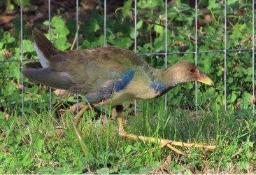 Purple Gallinule by Trish Pastuszak