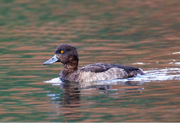 Tufted Duck by Joe Oliverio