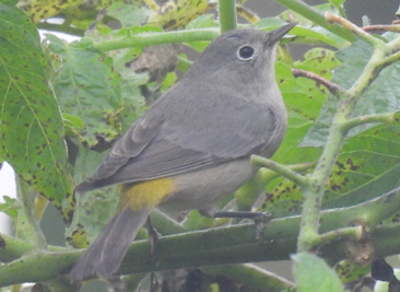 Virginia’s Warbler by Lisa Schibley