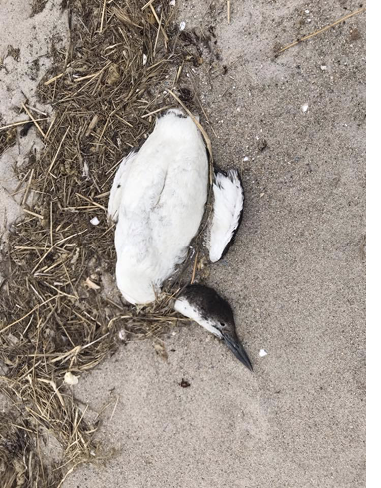 A dead Common Loon washed on shore. Photograph by Mark Pokras.