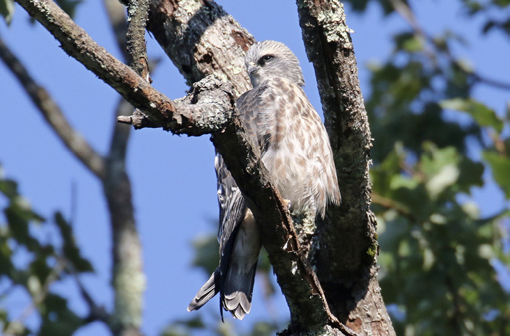 The fledged Mississippi Kite chick a day after leaving its nest. Photograph by Steve Mirick.