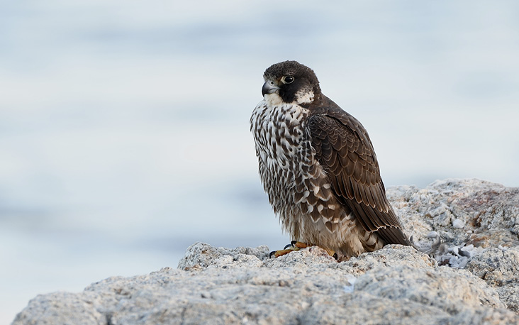 This Peregrine Falcon posed on the rocks near Odiorne Point in December 2021.