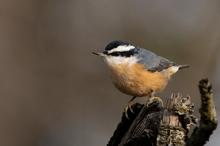 Red-breasted Nuthatch by Brett Hillman
