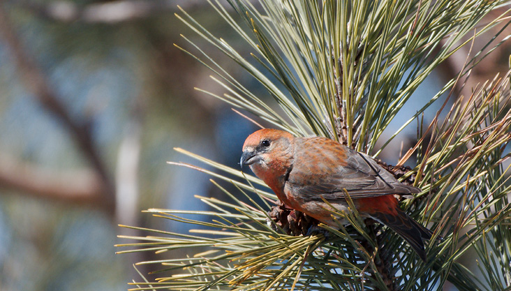 The Red Crossbill is one of a few species of winter finches that can show up at Odiorne during irruption years. The author observed this bird in February 2021.